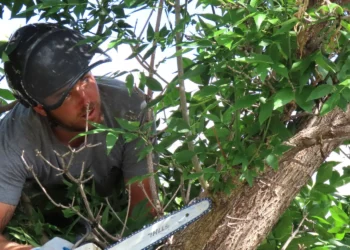 Tree Pruning Secrets That Prevent Disasters!